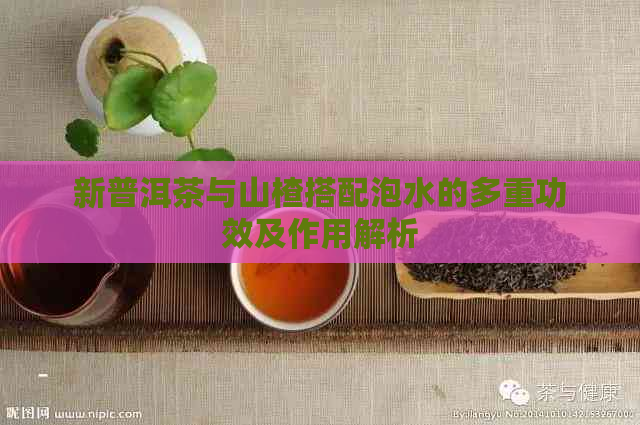 新普洱茶与山楂搭配泡水的多重功效及作用解析