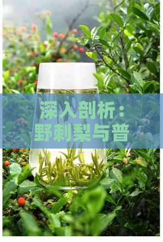 深入剖析：野刺梨与普洱茶的独特韵味和区别，让你一次了解两种茶叶的差异