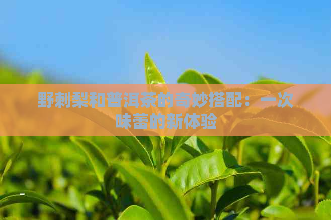 野刺梨和普洱茶的奇妙搭配：一次味蕾的新体验