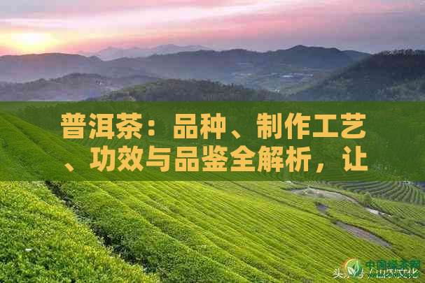 普洱茶：品种、制作工艺、功效与品鉴全解析，让你全面了解这一中国名茶