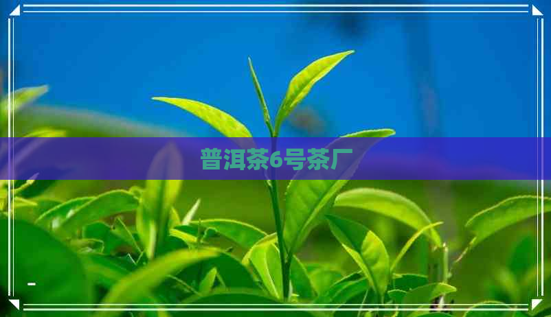 普洱茶6号茶厂