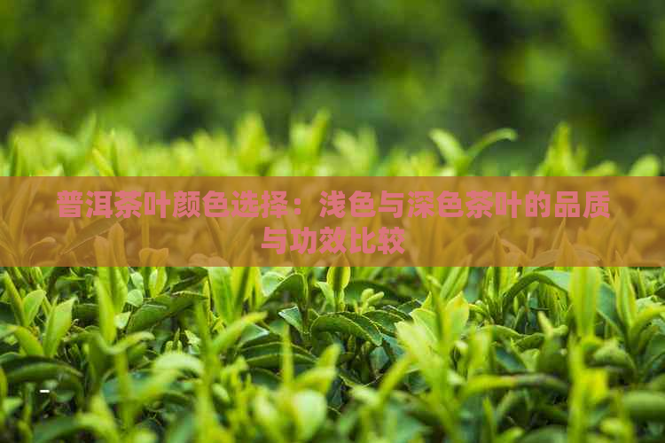 普洱茶叶颜色选择：浅色与深色茶叶的品质与功效比较