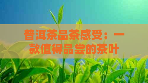 普洱茶品茶感受：一款值得品尝的茶叶