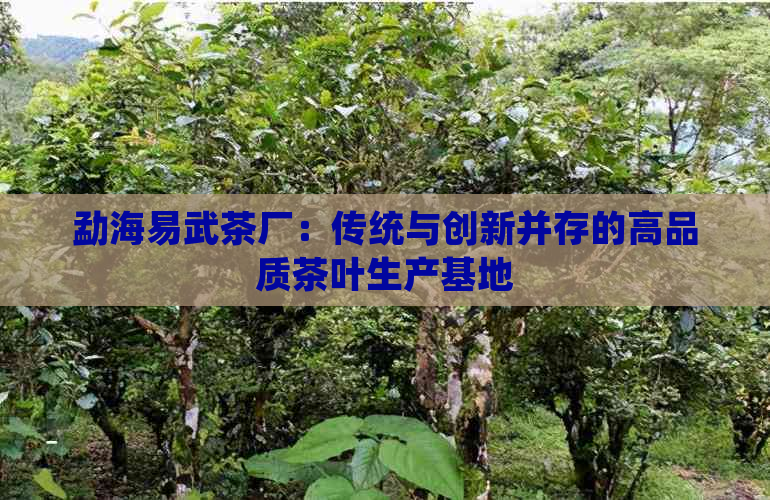 勐海易武茶厂：传统与创新并存的高品质茶叶生产基地