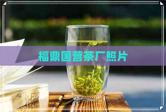 福鼎国营茶厂照片