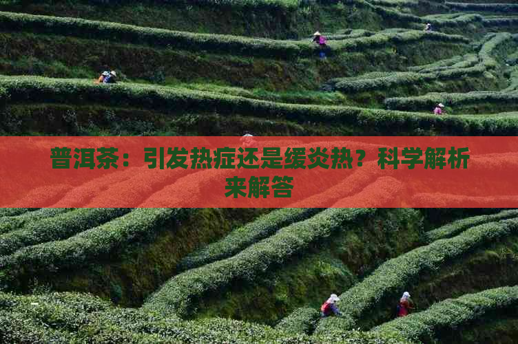 普洱茶：引发热症还是缓炎热？科学解析来解答