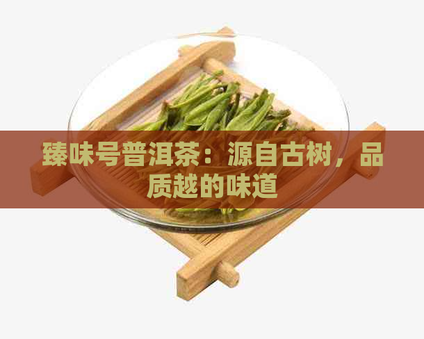 臻味号普洱茶：源自古树，品质越的味道