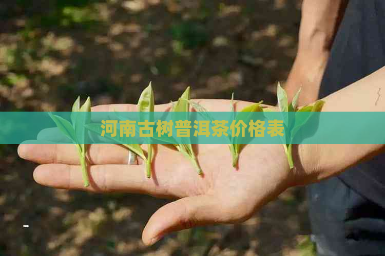 河南古树普洱茶价格表