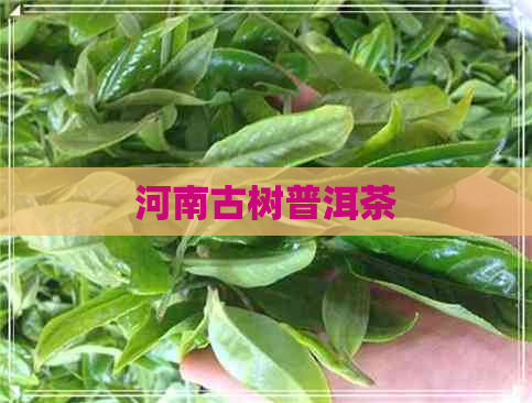 河南古树普洱茶