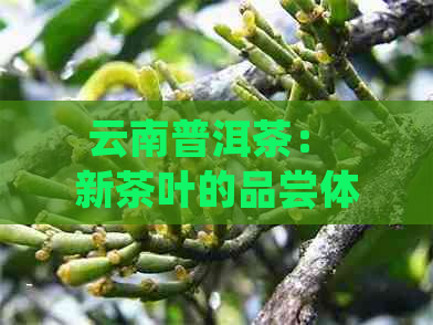 云南普洱茶： 新茶叶的品尝体验，古树茶文化的独特魅力