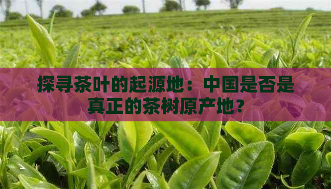 探寻茶叶的起源地：中国是否是真正的茶树原产地？