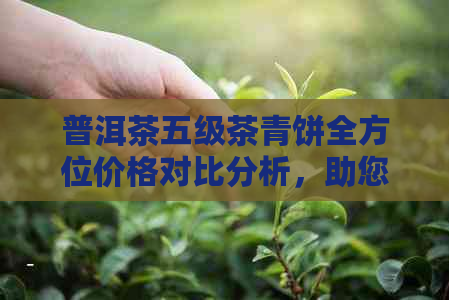 普洱茶五级茶青饼全方位价格对比分析，助您轻松选购高品质茶叶