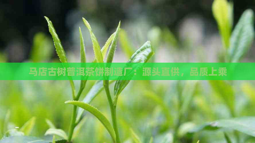 马店古树普洱茶饼制造厂：源头直供，品质上乘