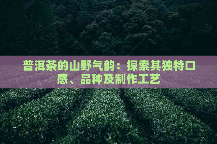 普洱茶的山野气韵：探索其独特口感、品种及制作工艺