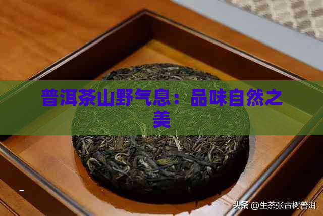 普洱茶山野气息：品味自然之美