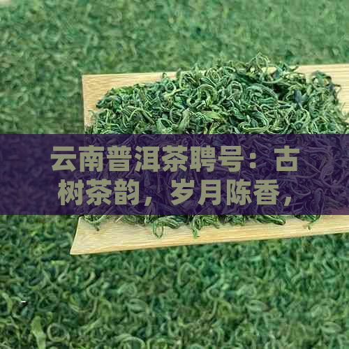 云南普洱茶聘号：古树茶韵，岁月陈香，珍藏之美