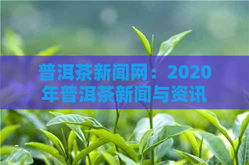 普洱茶新闻网：2020年普洱茶新闻与资讯一览