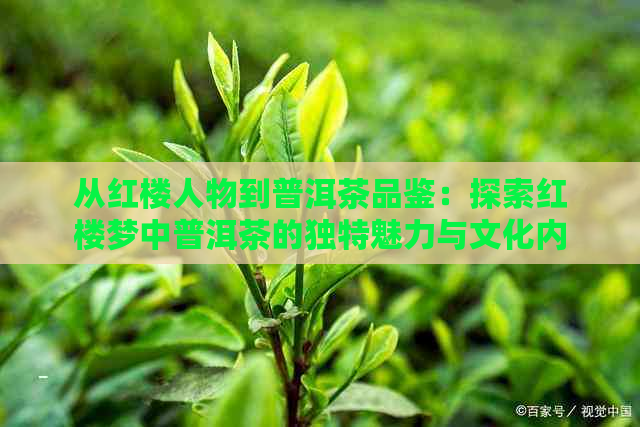 从红楼人物到普洱茶品鉴：探索红楼梦中普洱茶的独特魅力与文化内涵