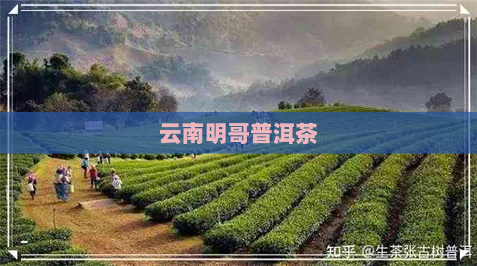 云南明哥普洱茶