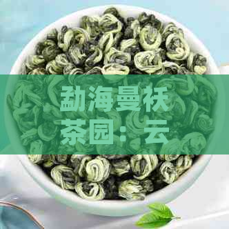 勐海曼袄茶园：云南普洱茶的绿色宝库与文化瑰宝