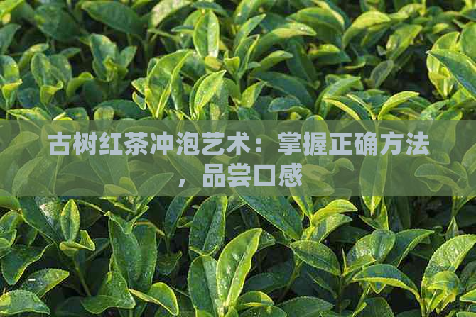 古树红茶冲泡艺术：掌握正确方法，品尝口感