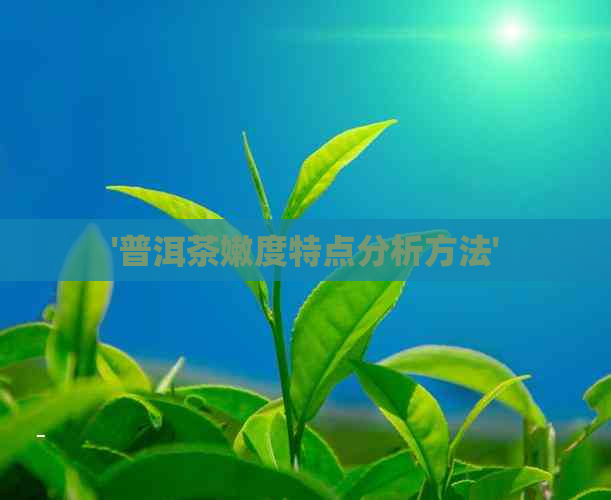 '普洱茶嫩度特点分析方法'