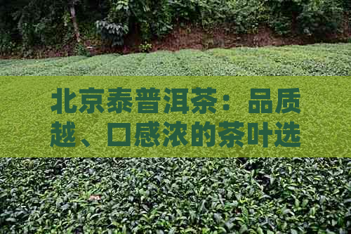 北京泰普洱茶：品质越、口感浓的茶叶选择，值得一试！