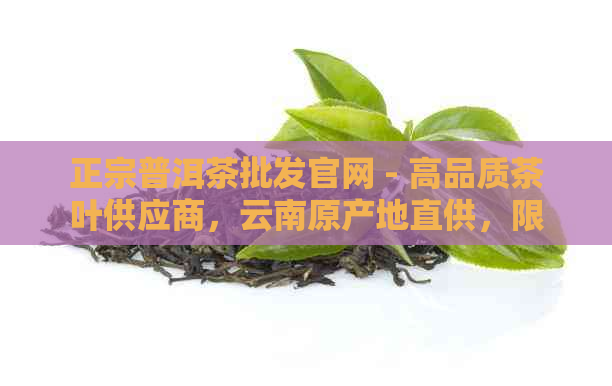 正宗普洱茶批发官网 - 高品质茶叶供应商，云南原产地直供，限时优！