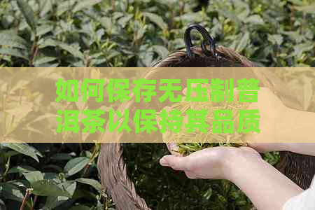 如何保存无压制普洱茶以保持其品质与风味？