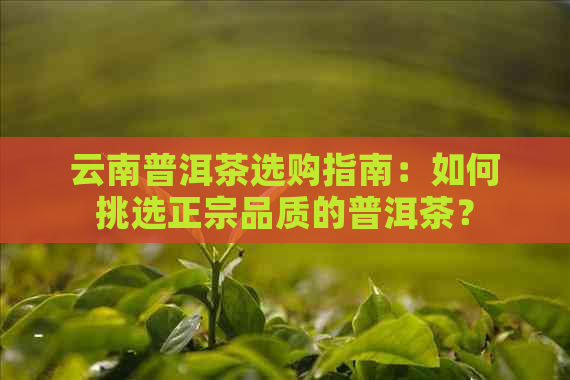 云南普洱茶选购指南：如何挑选正宗品质的普洱茶？