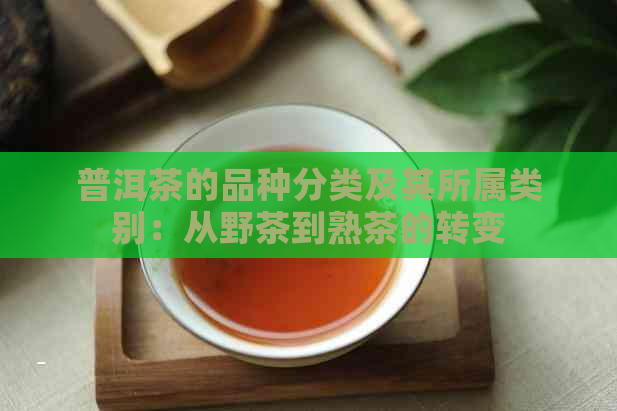 普洱茶的品种分类及其所属类别：从野茶到熟茶的转变