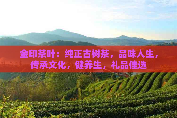 金印茶叶：纯正古树茶，品味人生，传承文化，健养生，礼品佳选