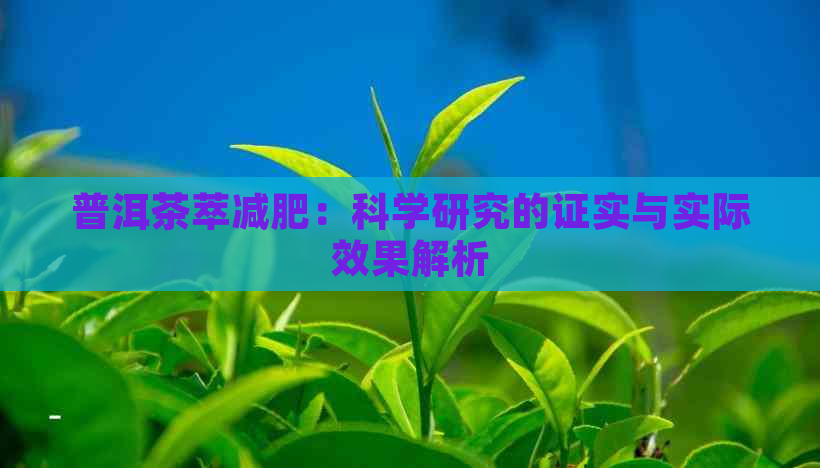 普洱茶萃减肥：科学研究的证实与实际效果解析