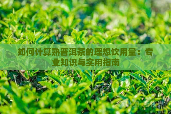 如何计算熟普洱茶的理想饮用量：专业知识与实用指南