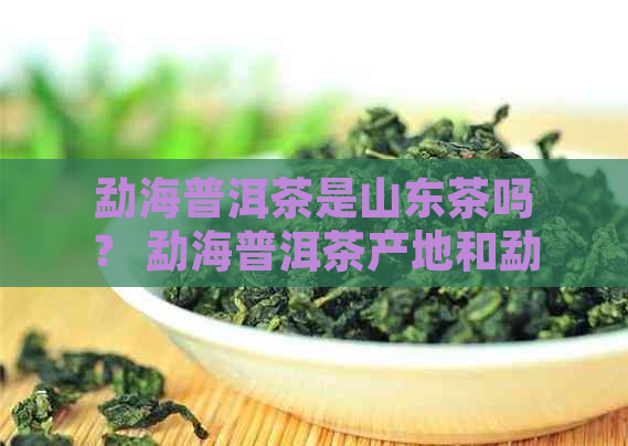 勐海普洱茶是山东茶吗？ 勐海普洱茶产地和勐海是普洱茶的发源地。