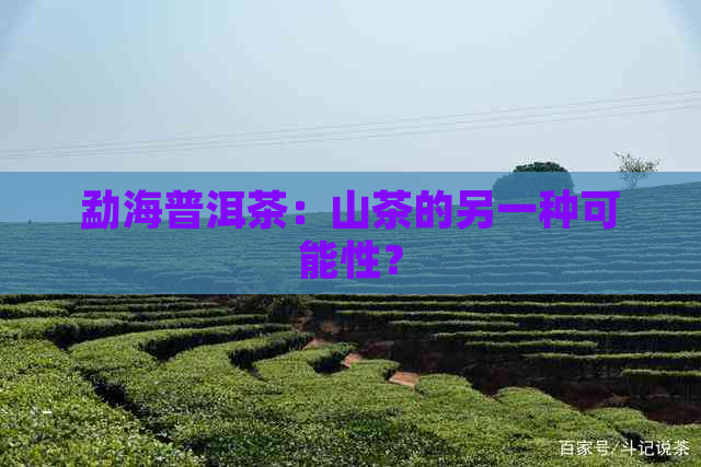 勐海普洱茶：山茶的另一种可能性？