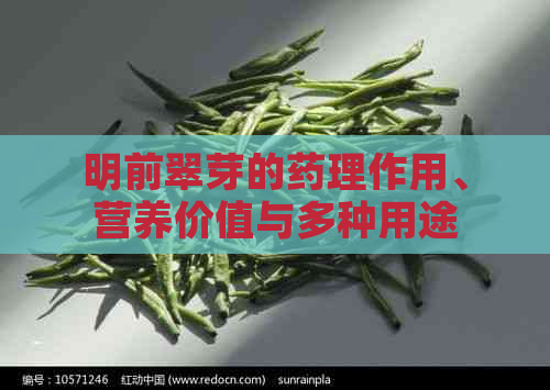 明前翠芽的药理作用、营养价值与多种用途解析：一篇全面的指南