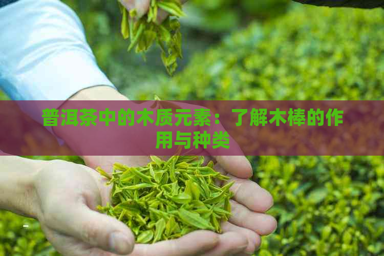 普洱茶中的木质元素：了解木棒的作用与种类