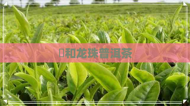 蕰和龙珠普洱茶