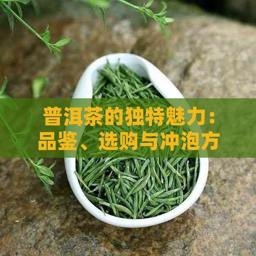 普洱茶的独特魅力：品鉴、选购与冲泡方法全面指南