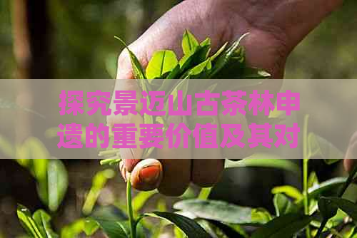 探究景迈山古茶林申遗的重要价值及其对文化保护与传承的影响