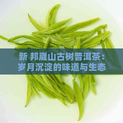 新 邦崴山古树普洱茶：岁月沉淀的味道与生态保护的责任