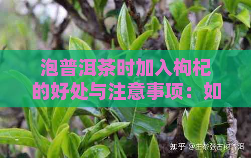 泡普洱茶时加入枸杞的好处与注意事项：如何使茶水更加美味且有益健？