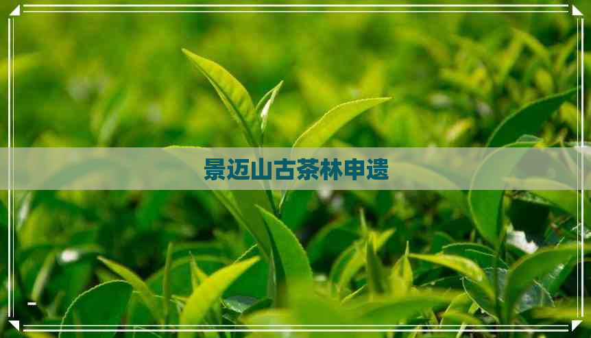 景迈山古茶林申遗