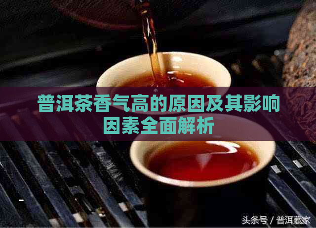 普洱茶香气高的原因及其影响因素全面解析