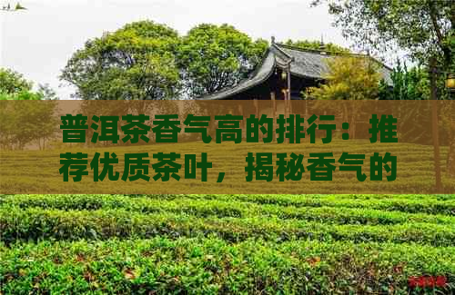 普洱茶香气高的排行：推荐优质茶叶，揭秘香气的普洱茶