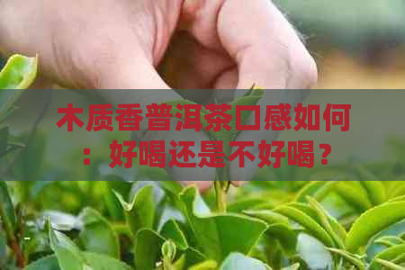 木质香普洱茶口感如何：好喝还是不好喝？