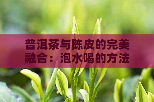 普洱茶与陈皮的完美融合：泡水喝的方法与注意事项