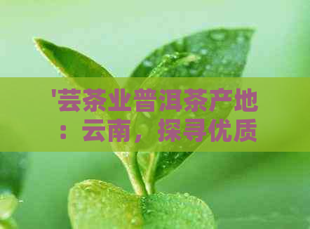 '芸茶业普洱茶产地：云南，探寻优质茶叶之源'