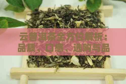 云普洱茶全方位解析：品质、口感、选购与品鉴，让你轻松成为普洱茶专家